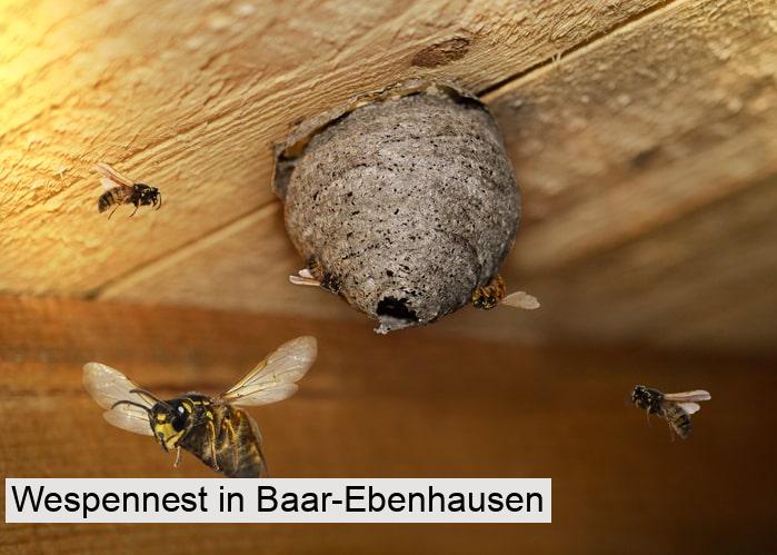 Wespennest in Baar-Ebenhausen